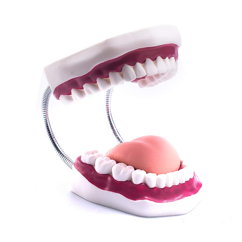 El modelo dental del diente grande 6 veces amplía el modelo de la boca de la dentadura con la lengua movible para la terapia del habla