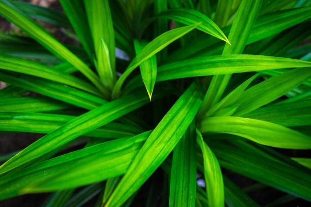 Hojas de Pandan Secas 0,5 Oz (0.49 oz) Hoja de Pandanus aromática Orgánica Secado al Aire Screwpine Cosechado De Ceilán – Lanka Flavors Feel