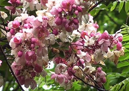 Cassia javanica subsp. nodosa  Manzana Blossom Cassia  10_Seeds