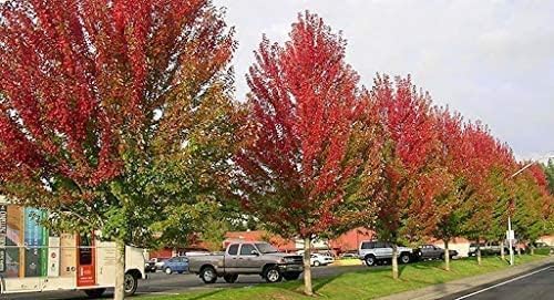 Árbol de arce rojo  3 árboles vivos  Acer rubrum  Árbol de sombra de crecimiento rápido de belleza nativa americana  Follaje de otoño hábitat