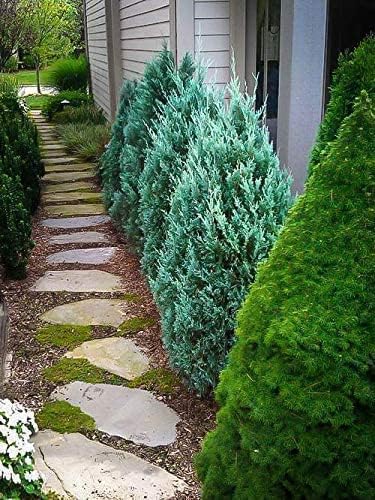 Blue Point Juniper  20 árboles vivos  Juniperus Chinensis  Plantas de hoja perenne de bajo mantenimiento tolerantes a la sequía