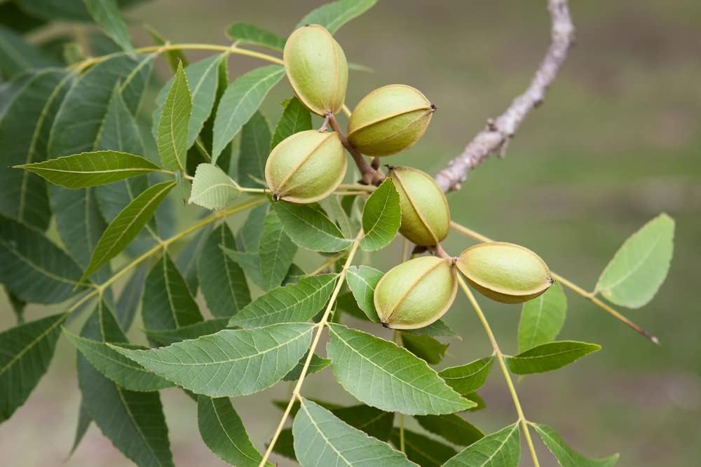 6 semillas de pacana para plantar – Carya illinoinensis
