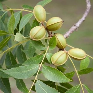 6 semillas de pacana para plantar – Carya illinoinensis 6 semillas de pacana para plantar – Carya illinoinensis