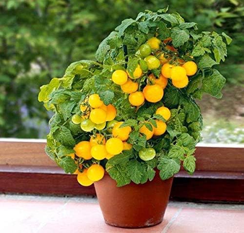 Semillas de tomate enano de interior amarillo determinan reliquia no transgénica