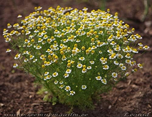 Semillas de manzanilla alemana medicinal hierba silvestre para plantar flores corte jardín reliquia sin OMG – 2500 semillas