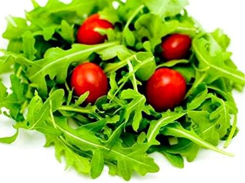 Ensalada de rúcula Rocket Rucola más de 1000 semillas para plantar