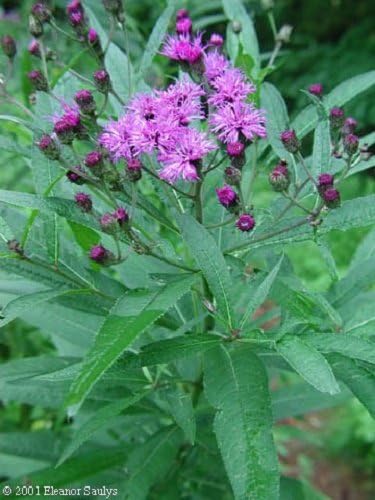 100 semillas de Missouri Ironweed Monarch Flower Native Purple Vernonia Missurica Seeds