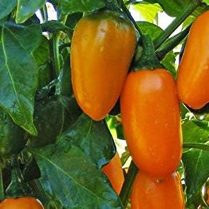 Paquete de semillas prémium de pimienta jalapeño y especias de calabaza, perfecto para poppers + más Paquete de semillas prémium de pimienta jalapeño y especias de calabaza, perfecto para poppers + más