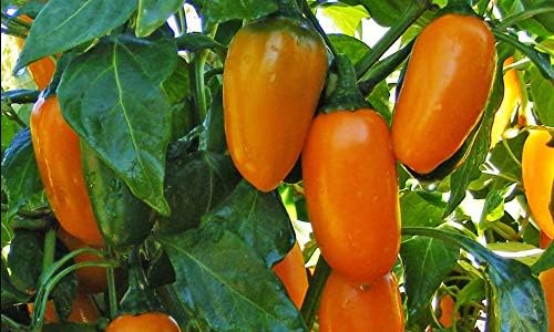 Paquete de semillas prémium de pimienta jalapeño y especias de calabaza, perfecto para poppers + más
