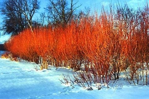 Willow Trees Red Flame – Arbusto ardiente – Crecimiento rápido y color impresionante (4 árboles)