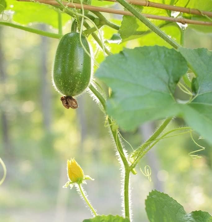 Fuzzy Star – Semillas de melón difusas – Paquete de 20 unidades – para 2024 semillas de verduras de ceniza de invierno Chi Qua Mo Gwa