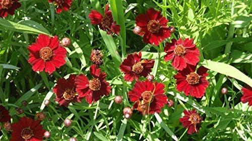Semillas de flores de Coreopsis rojas de llanuras semienanas para plantar, más de 1500 semillas por paquete, semillas de jardín de Isla (semillas de