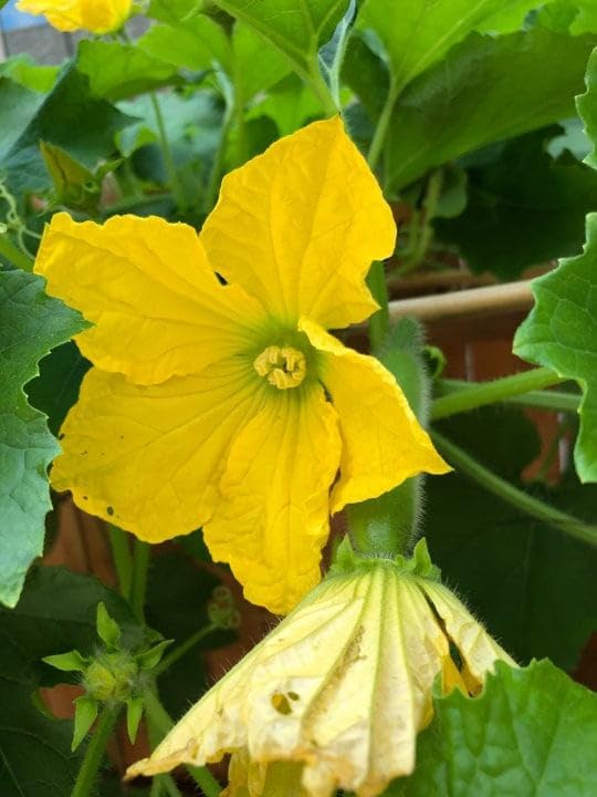 Fuzzy Star – Semillas de melón difusas – Paquete de 20 unidades – para 2024 semillas de verduras de ceniza de invierno Chi Qua Mo Gwa