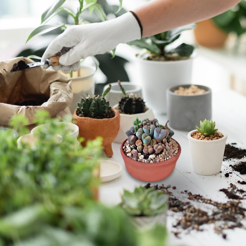Lithops – Mezcla de plantas vivas Lithop, plantas suculentas a granel, 25 piezas de piedra viva de roca suculentas, plantas vivas de gran tamaño