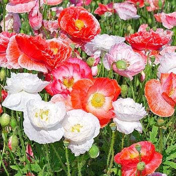 Semillas de amapola “Double Shirley Mix” para plantar, más de 3000 semillas de flores por paquete, semillas de jardín de Isla (semillas de jardín de