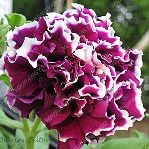 Semillas frescas de flores de petunia dobles frescas de 100 piezas para plantar negro amarillo