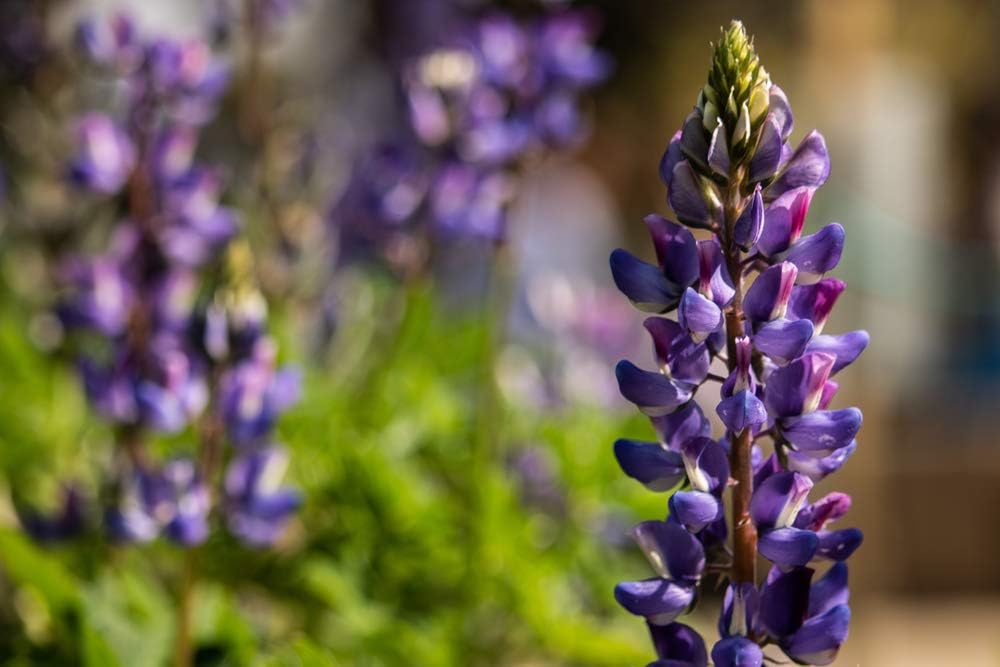 Semillas de flores de altramuz de Arroyo, 100 semillas tradicionales por paquete, semillas sin OMG, nombre botánico Lupinus succulentus, Isla’s