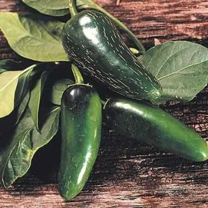 Pepper Joe’s Semillas de pimiento Mucho Nacho  Paquete de 10 semillas hÃbridas de pimiento jalapeño  Cultivadas en Estados Unidos  Semillas de Pepper Joe’s Semillas de pimiento Mucho Nacho  Paquete de 10 semillas hÃbridas de pimiento jalapeño  Cultivadas en Estados Unidos  Semillas de