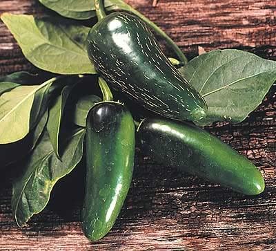 Pepper Joe’s Semillas de pimiento Mucho Nacho  Paquete de 10 semillas híbridas de pimiento jalapeño  Cultivadas en Estados Unidos  Semillas de