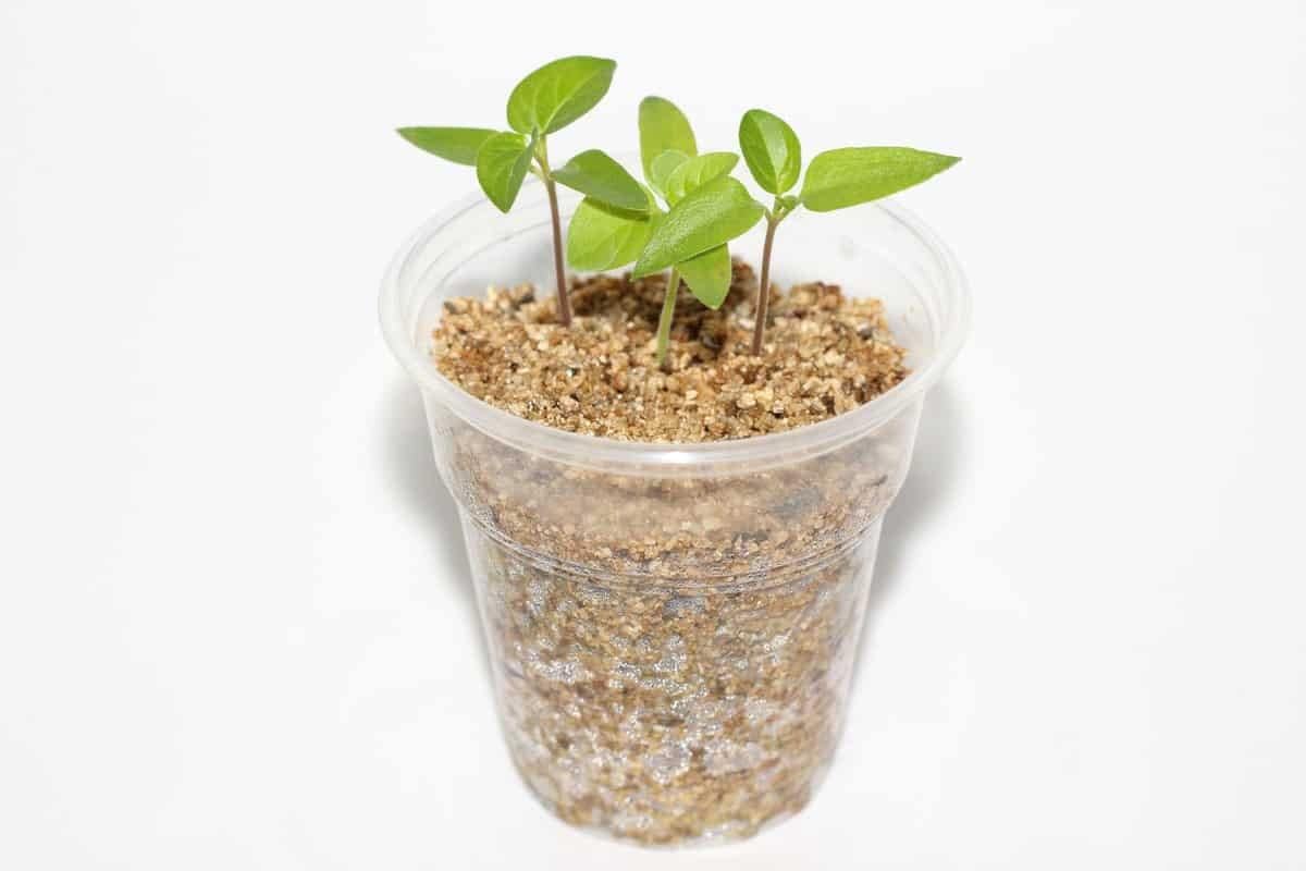 Descubre el secreto para el crecimiento perfecto de las plantas vermiculita hortícola de Gardenera para una retención óptima de agua y drenaje del