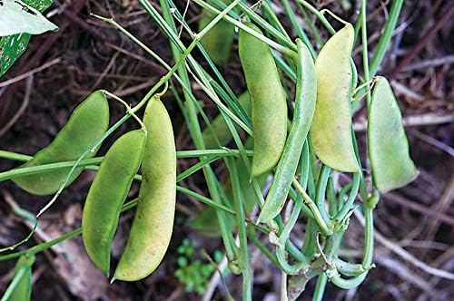 Jackson Wonder – Semillas de frijol Lima Bush para plantar, más de 50 semillas de reliquia por paquete, semillas de jardín de Isla (semillas de