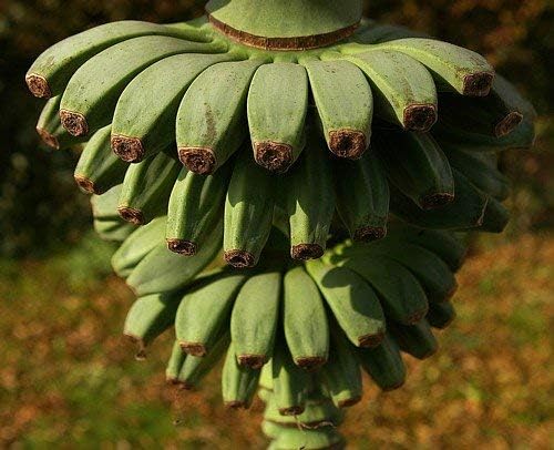 9GreenBox Planta de plátano Basjoo resistente al invierno – Musa – Maceta de 4 pulgadas