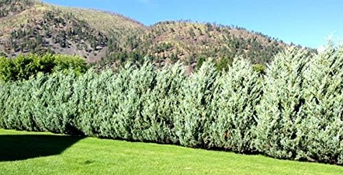 Enebro Moonglow – 3 árboles vivos – Juniperus Scopulorum
