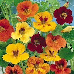 Semillas de flores altas de capuchina (mezcla simple), 50 semillas de reliquia por paquete, semillas de jardín de Isla (semillas de jardín de Isla),