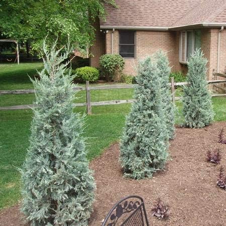 Enebro Moonglow – 3 árboles vivos – Juniperus Scopulorum