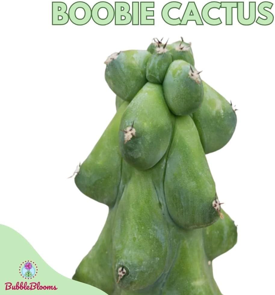 Boobie Cactus, Myrtillocactus Geometrizans Fukurokuryuzinboku, Cactus de tetas, Cactus de mama, Cactus de mama