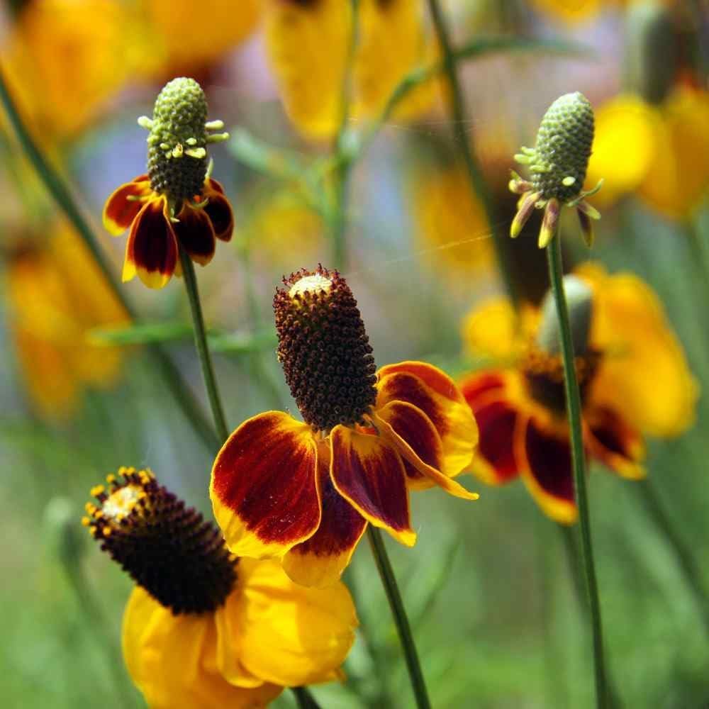 Sombrero mexicano, semillas de flor de sombrero mexicano rojo, más de 100 semillas por paquete.