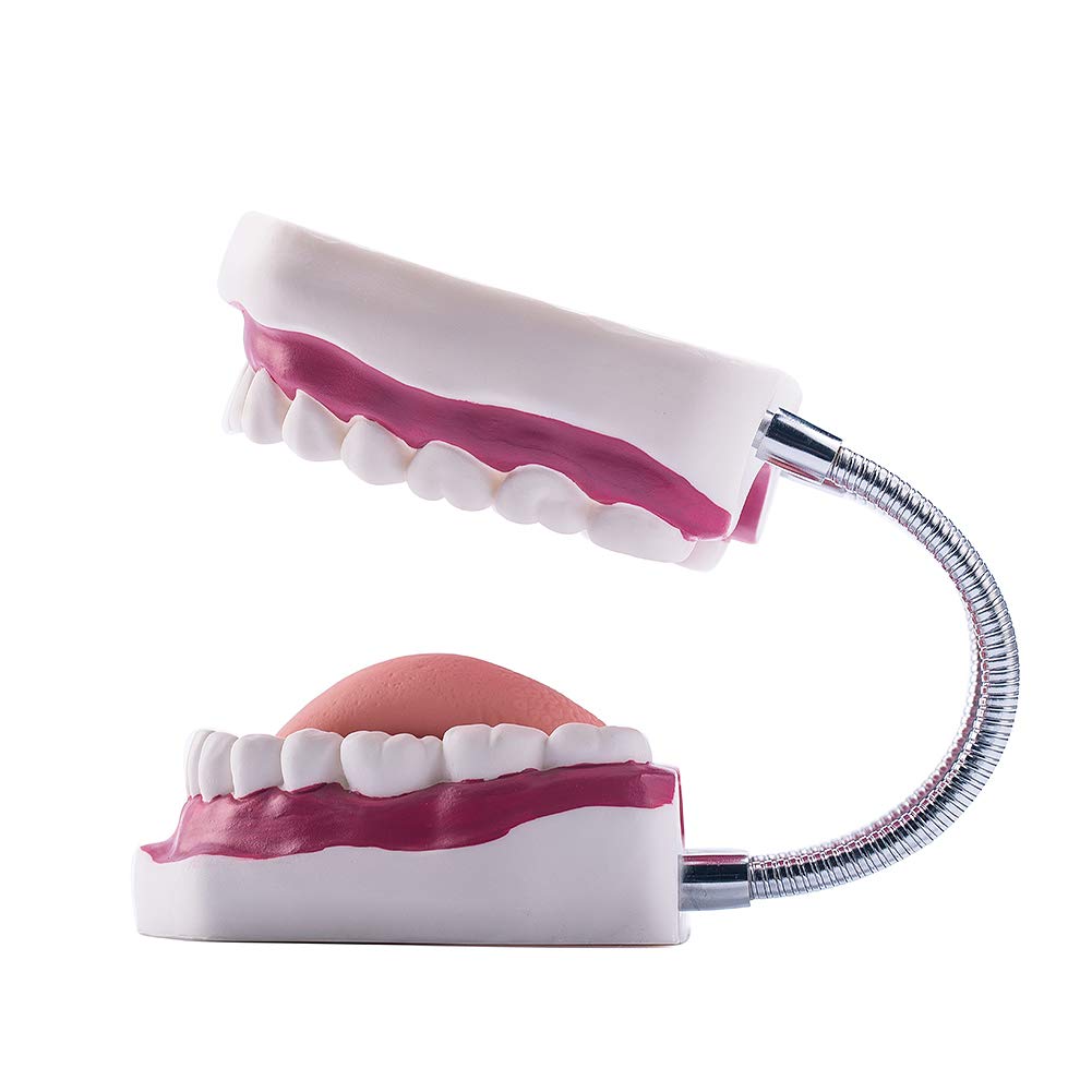 El modelo dental del diente grande 6 veces amplía el modelo de la boca de la dentadura con la lengua movible para la terapia del habla