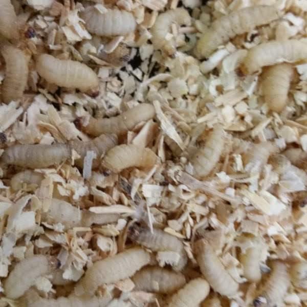 100 unidades de gusanos de cera vivos