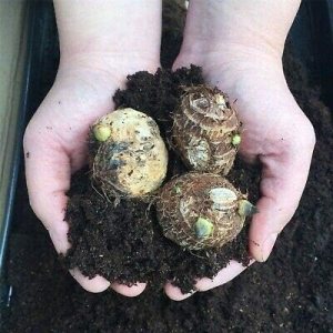 3 bulbos vivos de colocasia esculenta de oreja de elefante Taro gabi kalo eddo de rápido crecimiento, paquete de 3 3 bulbos vivos de colocasia esculenta de oreja de elefante Taro gabi kalo eddo de rápido crecimiento, paquete de 3