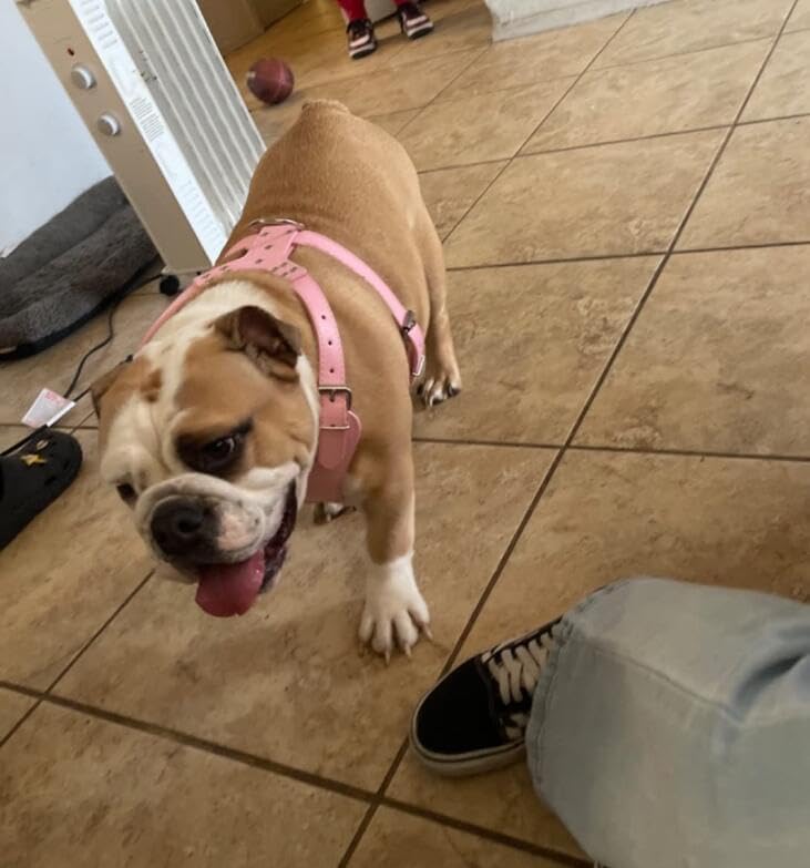 Pimaodog Arnés de cuero suave para perro, pechera grande de Pitbull Mastín Boxer para 26  34 pulgadas ajustable (marrón dorado)