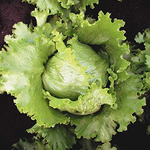 Semillas Vegetales Crisphead Lechuga Iceberg Hoja Crujiente Heirloom para Ensaladas – 1000 Semillas