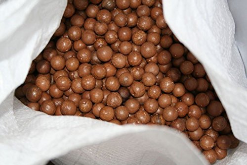 Nueces de macadamia – En cáscara (entera) Tamaño mediano (1 LB)