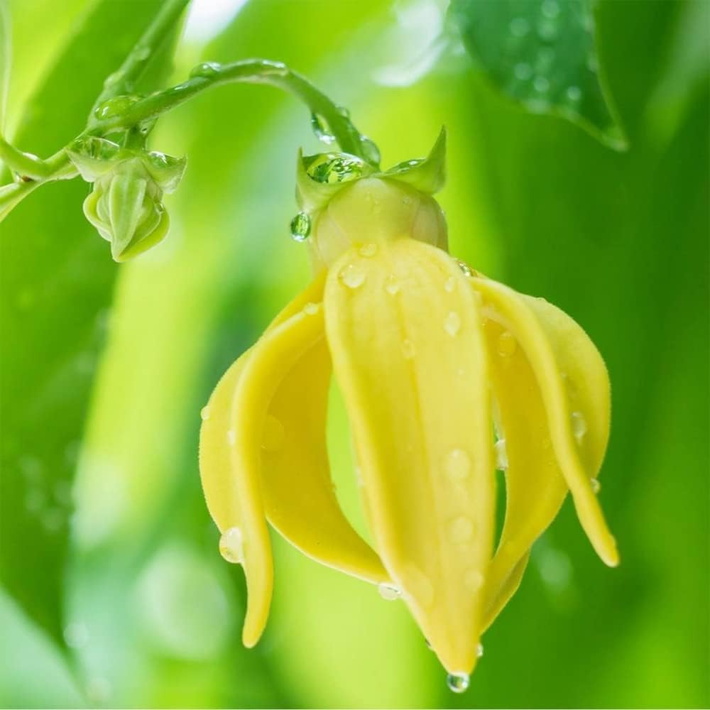 QAUZUY GARDEN 3 semillas de Ylang Ylang (Cananga odorata) Semillas de Perfume Árbol “Reina de los Perfumes” – Acento muy fragante y florece durante