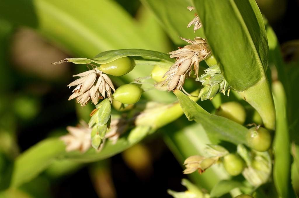 Semillas Coix Mijo Lágrimas de Trabajo Flores Anuales
