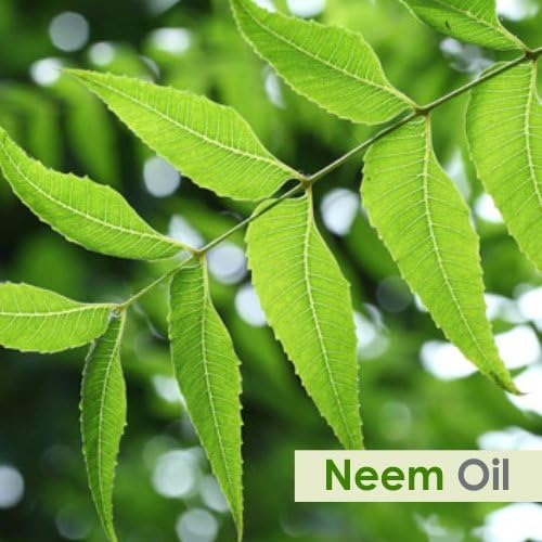 Aceite esencial de neem (Azadirachta Indica)  Aceite esencial 100% puro y natural sin diluir para aceite de grado terapéutico, 169.1 fl oz