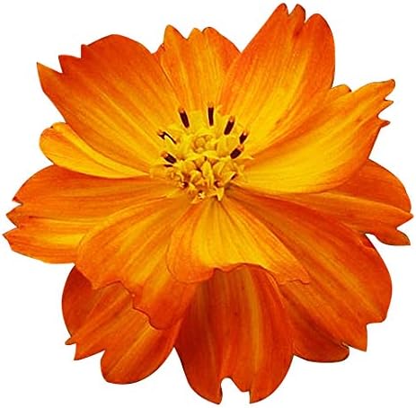 Semillas Cosmos de Azufre y Naranja – Largo Período de Floración en Todas las Zonas