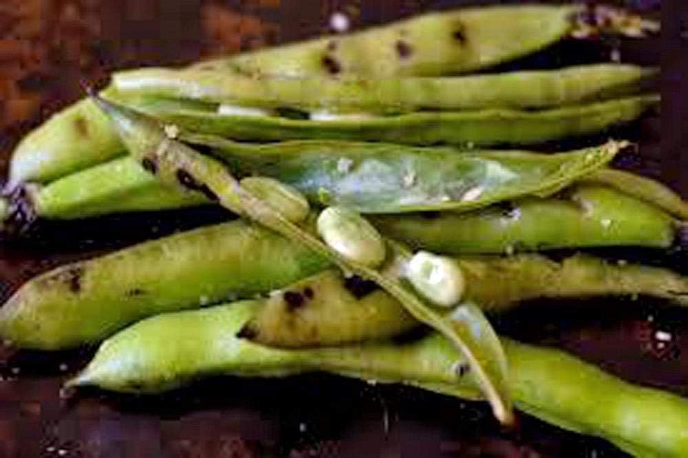 Semillas de frijol de caballo (también conocidas como semillas de frijol Fava) sin OMG, aproximadamente 20-25 semillas por paquete, frijol carnoso