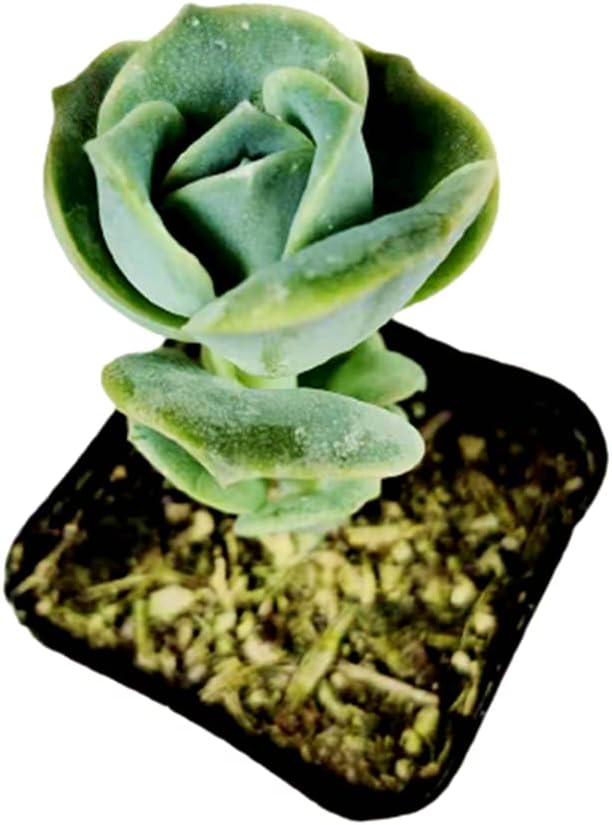 USKC Plantas suculentas vivas (maceta de 2 “Echeveria Lovely Rose)