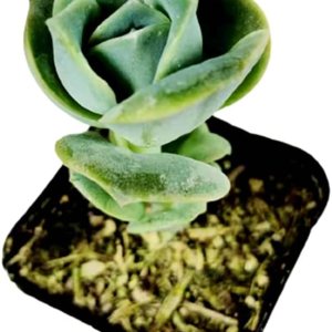 USKC Plantas suculentas vivas (maceta de 2 “Echeveria Lovely Rose) USKC Plantas suculentas vivas (maceta de 2 “Echeveria Lovely Rose)
