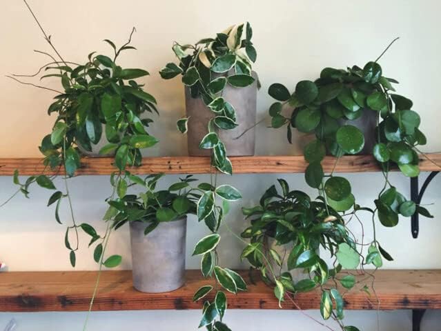 Hoya Plant Premium – Mezcla para macetas – 1 cuarto de galón – Equilibrio óptimo para Hoyas prósperas retención de aire, humedad y nutrientes