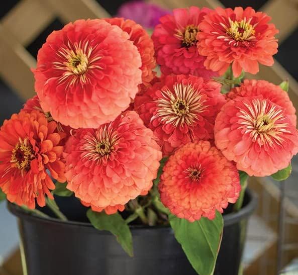 TomorrowSeeds – Coral Beauty – Semillas de zinnia – Paquete de 600 unidades – para 2024 sin OMG Estados Unidos, jardín, flores gigantes, salmón
