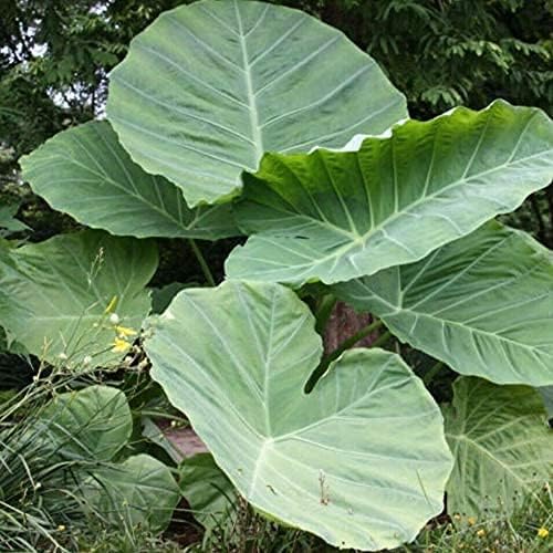 3 Bombillas frescas en vivo Colocasia gigantea Tailandia Gigante Thai Elefante Oído enorme Taro Hoja