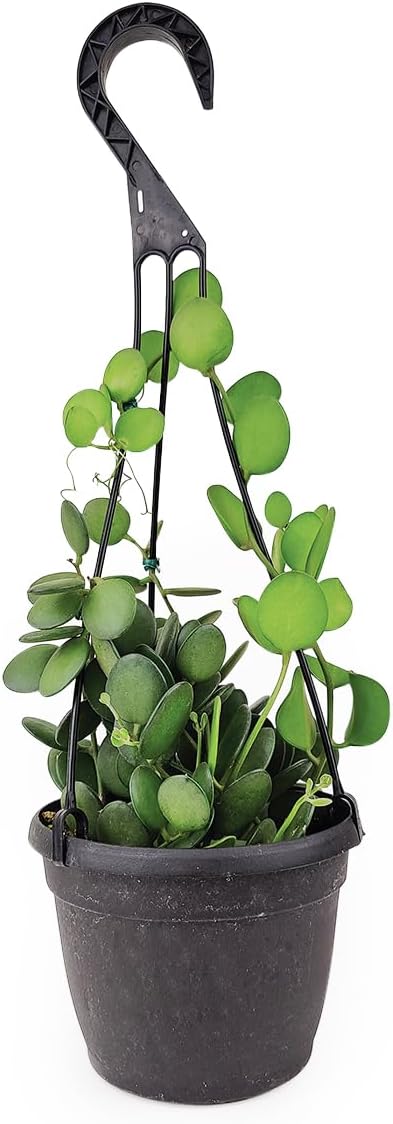 Rare Xerosicyos danguyi ‘Silver Dollar Vine’ (maceta de cultivo de 6 pulgadas)  Planta suculenta rara viva  Planta de interior  Planta de interior