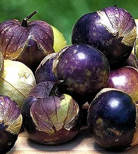 Semillas de tomatillo morado para plantar más de 50 semillas para plantar semillas de jamberry de tomate de cáscara mexicana sin OMG
