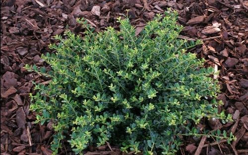 Helleri – Arbusto de acebo  3 plantas vivas I Ilex Cornutal  Árbol de hoja perenne compacto ideal para bordes bajos, jardines formales y